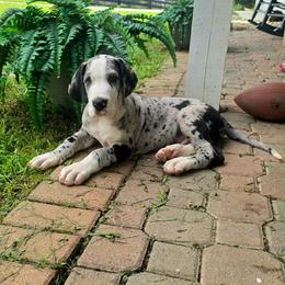Merle mantle show marked - Mantle merle male Great Dane puppy in Golconda, Illinois from Breken Great Danes