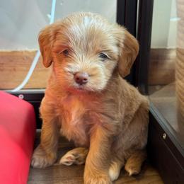 Green Boy - Apricot male Goldendoodle puppy in Lowville, New York from DM Hilltop FURfamily