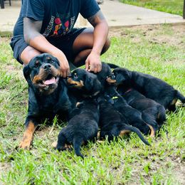Rottweiler Puppies from Inexorable Haus Early Rotts