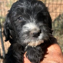 Cascade, 5 weeks old - Black female Whoodle puppy in Crawford, Colorado from Saddle Mountain Doodles