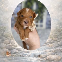 Abide - Red  male Goldendoodle puppy in Canton, Georgia from Teddy Puppies