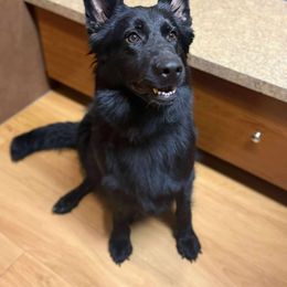 Luna - German Shepherd