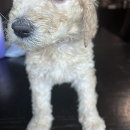 Goldendoodle and Saint Berdoodle Puppies from Golden Pond Doodle’s DFW