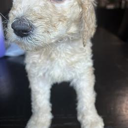 Goldendoodle and Saint Berdoodle Puppies from Golden Pond Doodle’s DFW