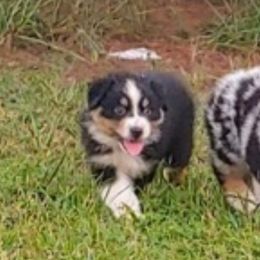 Australian Shepherds from Lynn Gregory Aussie family
