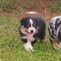 Australian Shepherds from Lynn Gregory Aussie family