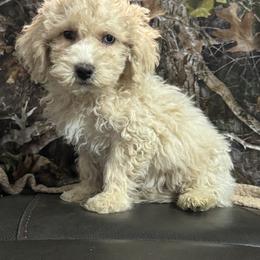 Louie - Cream male Maltipoo puppy in Berea, Kentucky from Blair’s Furry Friends