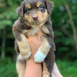 Australian Shepherd Puppies from Roscommon Australian Shepherds