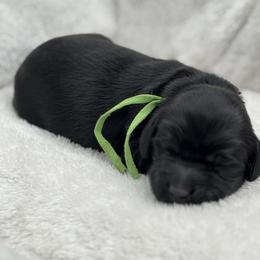 Clover - Black male Goldendoodle puppy in Charlotte, North Carolina from Hopeful Heart Doodles