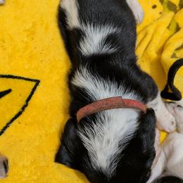 Iris - Black white and brown female Basset Hound puppy in Clio, Michigan from Nancy's Basset Hounds