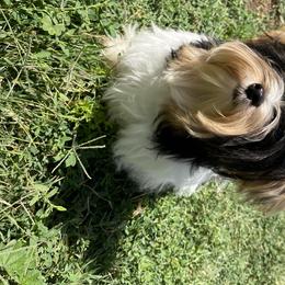 Biewer Terrier and Yorkshire Terrier Puppies from Yorkie Town California