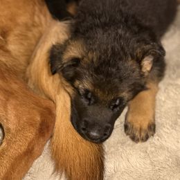 German Shepherd Puppies from Golden Ridge