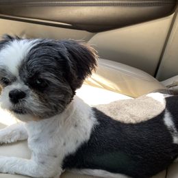 Merry - Shih Tzu