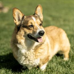 Gale - Pembroke Welsh Corgi