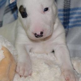 Miniature Bull Terrier Puppies from Rossi River Minibulls