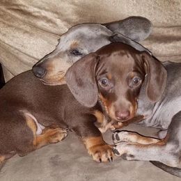 Dachshunds from Bonnie and Clyde Dachshunds