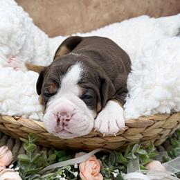 Gino - Red male Olde English Bulldogge puppy in Camdenton, Missouri from Mule Pool Olde English Bulldogges