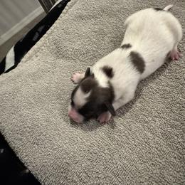 Boy 2 - White black and tan male Papillon puppy in Laveen, Arizona from Poolside Papillons