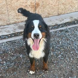 Bear - Black rust and white female Bernese Mountain Dog puppy in Bayard, Nebraska from Colson Kennels