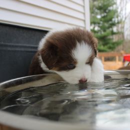 Australian Shepherd Puppies from Starlit Grove Australian Shepherds