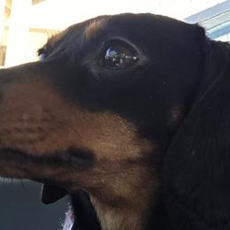 Dachshunds from ELLIES DARLIN DOXIES