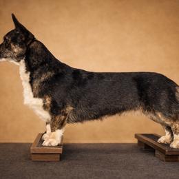 Yoshka - Cardigan Welsh Corgi