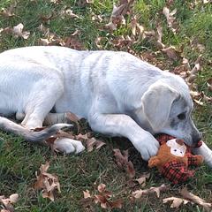 Justin Timberwolf - Brindle Anatolian Shepherd Dog puppy in Virginia from One Chick Farm