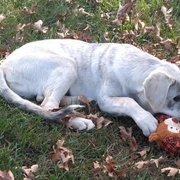 Justin Timberwolf - Brindle Anatolian Shepherd Dog puppy in Virginia from One Chick Farm
