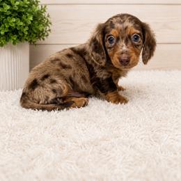 Twix - Dapple male Dachshund puppy in Smithville, Oklahoma from Bristy’s Pampered Pups