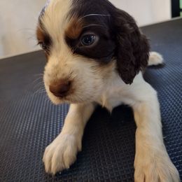 Birch - Liver white and tan male English Springer Spaniel puppy in Redding, California from Springer's Journey Spaniels California