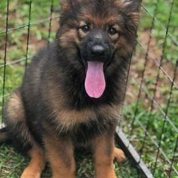Kodie - Sable female German Shepherd puppy in Pickens, South Carolina from Von Maqqedah Haus German Shepherds