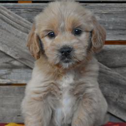 Female 1 - Pink Collar - Apricot female Goldendoodle puppy in Macedon, New York from Toodles Goldendoodles