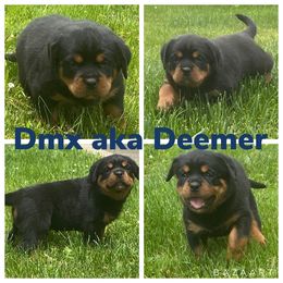 Rottweiler Puppies from Vom Jager Haus Rottweilers