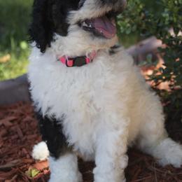Poodle Puppies from Timberlea kennels