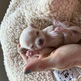Girl 2 6000 - White female Chihuahua puppy in Miami, Florida from Natalias Tiny Chihuahuas