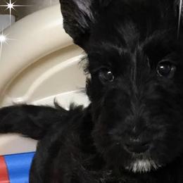 Scottish Terriers from HiJinks Scottish Terriers