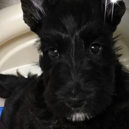 Scottish Terriers from HiJinks Scottish Terriers