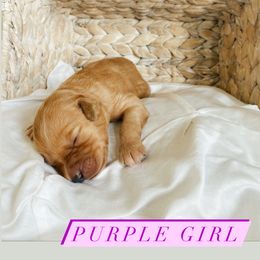 Aussiedoodle and Goldendoodle Puppies from Utah Faith Doodles