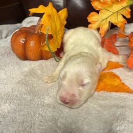 Ghost - White male Siberian Husky puppy in Ravena, New York from Osiris’s Siberians & Pomskies