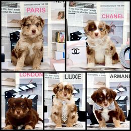 Golden Retriever and Miniature Australian Shepherd Puppies from Raised Right Pups