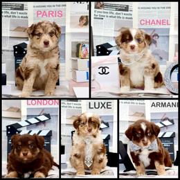 Golden Retriever and Miniature Australian Shepherd Puppies from Raised Right Pups