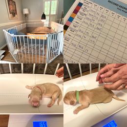 Goldendoodle and Golden Retriever Puppies from Gate City Goldens