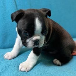 Boston Terrier Puppies from McMiesz