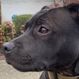 Staffordshire Bull Terriers from PureGrit Staffords