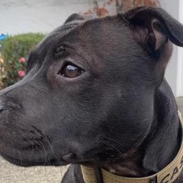 Staffordshire Bull Terriers from PureGrit Staffords