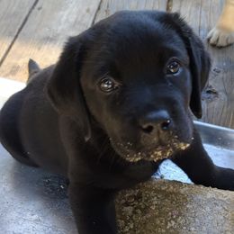 Labrador Retrievers from Sidekick Labradors