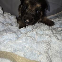 Shiloh Shepherd Puppies from Heritage Shilohs