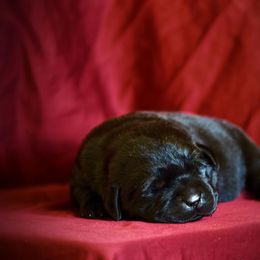 Beagle and Labrador Retriever Puppies from Jackpot Farms