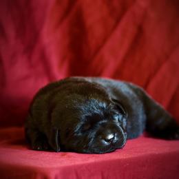 Beagle and Labrador Retriever Puppies from Jackpot Farms
