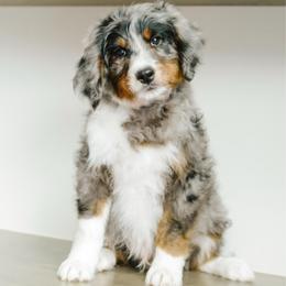 Cosmo - male Australian Mountain Doodle puppy in Spanish Fork, Utah from K Brand Doodles